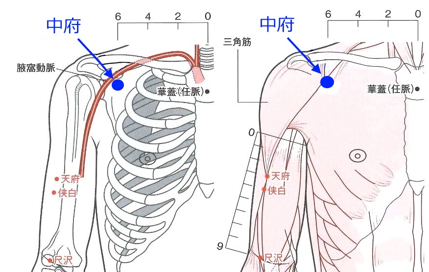 胸にあるツボ | 胸部の痛み ツボ – BGFCID